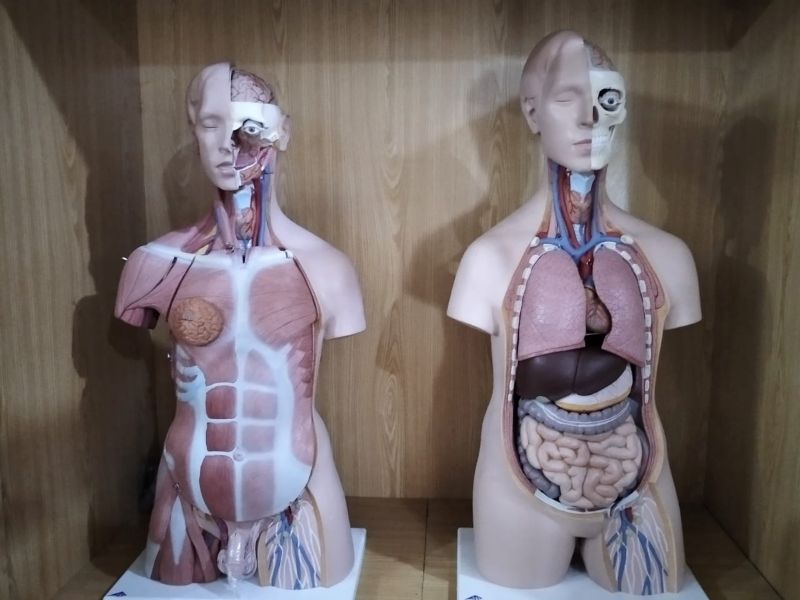 Human Anatomy Lab